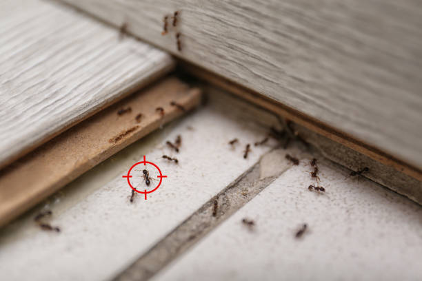 Best Termite Control Services  in Country Lake Estates, NJ