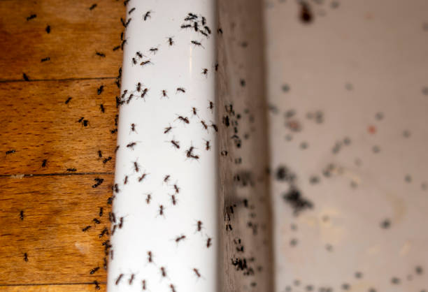 Wasp Removal Services in Country Lake Estates, NJ